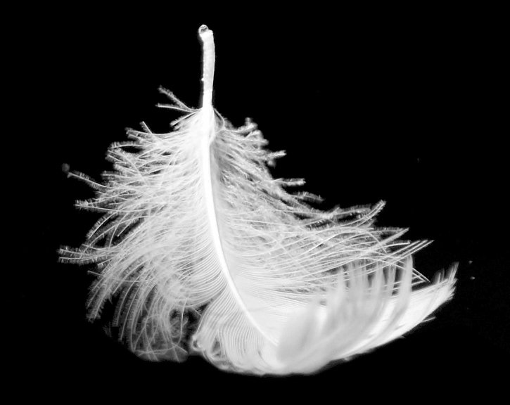 PS快速抠出羽毛缩略图