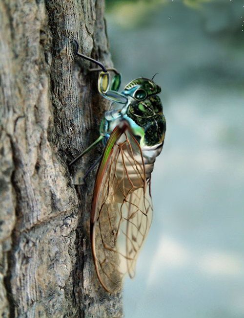 使用PS手绘一只逼真的蝉缩略图