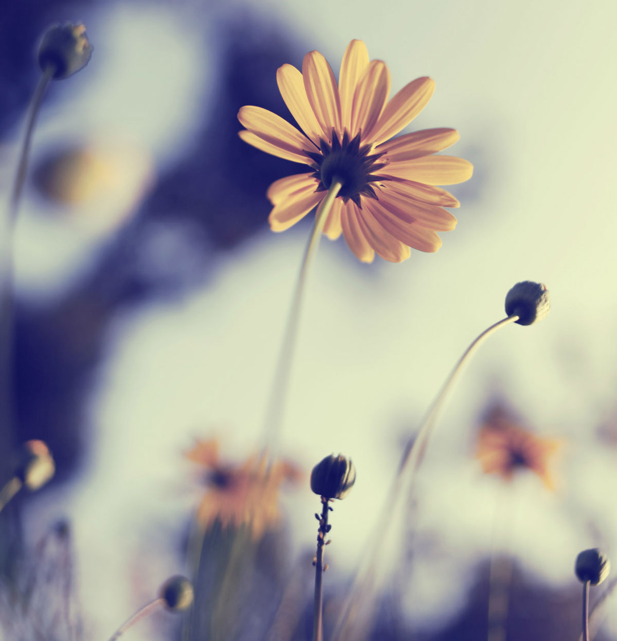 PS简单几步调出日系淡雅清新色调缩略图