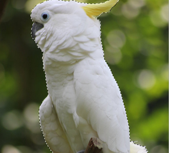 PS照片合成可爱的鹦鹉图像缩略图