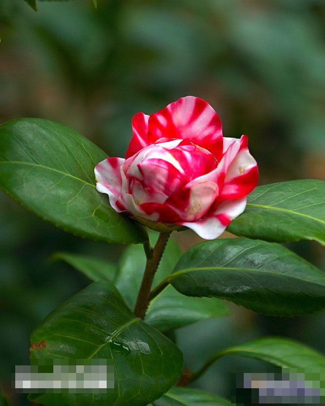 PS修复图片曝光不足的两种简单实用方法缩略图