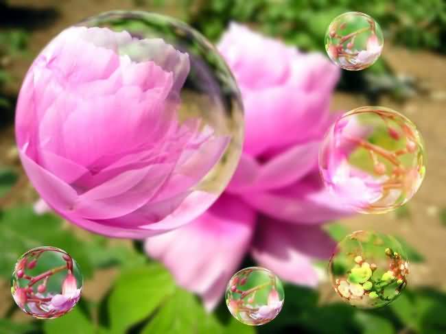 PS制作泡泡里的漂亮花海缩略图