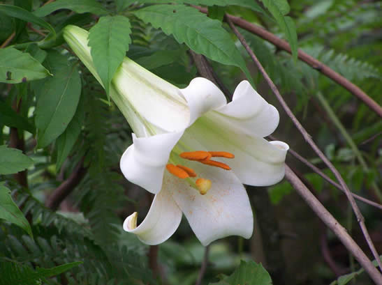 PS虚化背景突出花卉主体缩略图