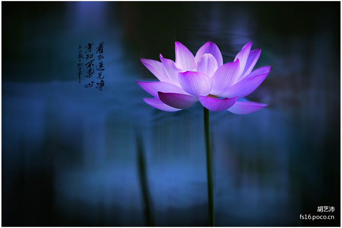 PS利用特效将荷花打造出梦话效果缩略图