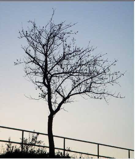 PS抠图技巧：树枝的四种抠图方法缩略图